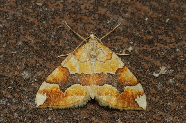 Cidaria fulvata - rózsaaraszoló