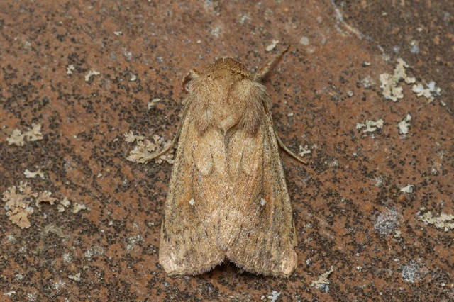 Mythimna albipuncta - fehérpettyes rétibagoly