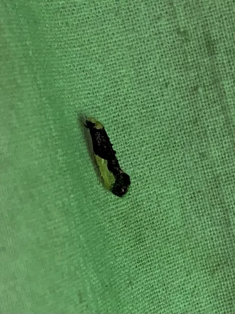 Monopis monachella - apácamoly