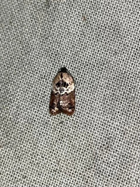 Acleris variegana - tarka levélmoly
