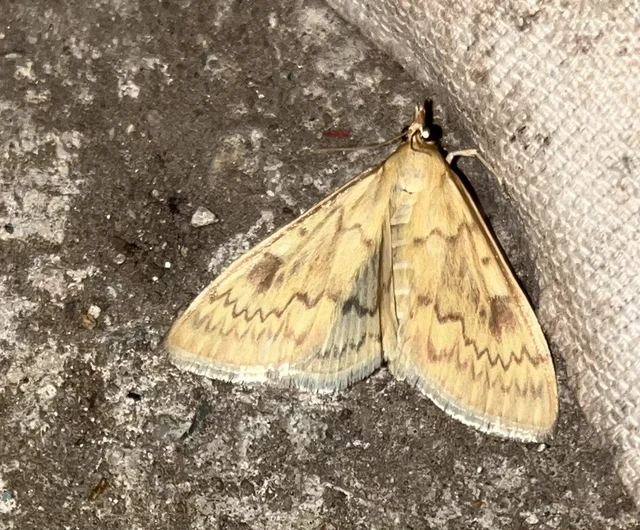 Ostrinia nubilalis - kukoricamoly