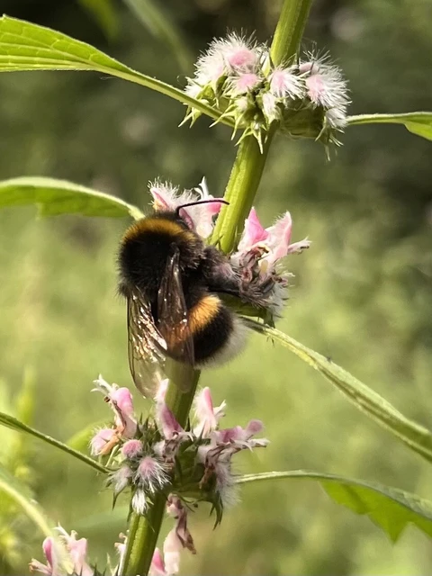 Bombus - poszméhek