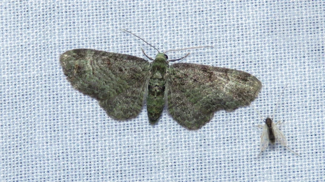 Pasiphila rectangulata - almavirág-araszoló