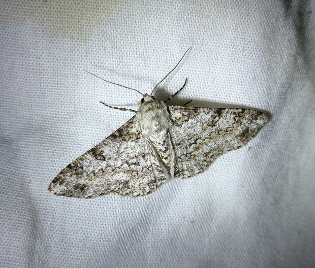 Ascotis selenaria - holdas faaraszoló