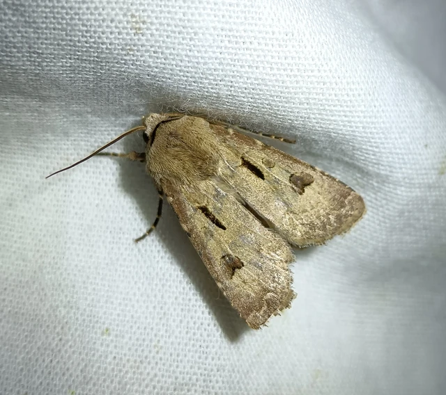 Agrotis exclamationis - felkiáltójeles földibagoly