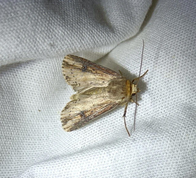 Axylia putris - vonalkás földibagoly