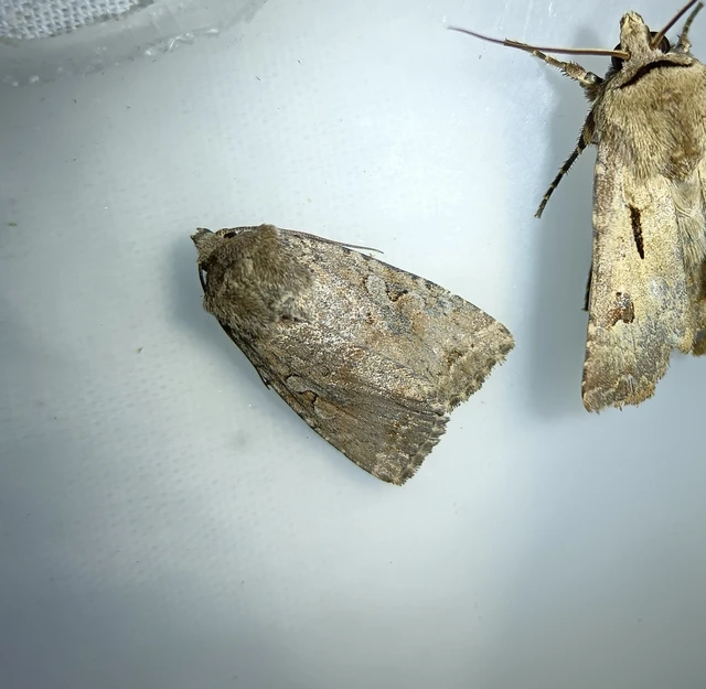 Apterogenum ypsillon - ipszilon-erdeibagoly