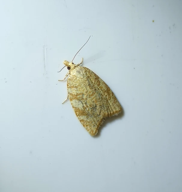 Aleimma loeflingiana - tölgylevél-sodrómoly Aleimma loeflingiana - tölgylevél-sodrómoly
