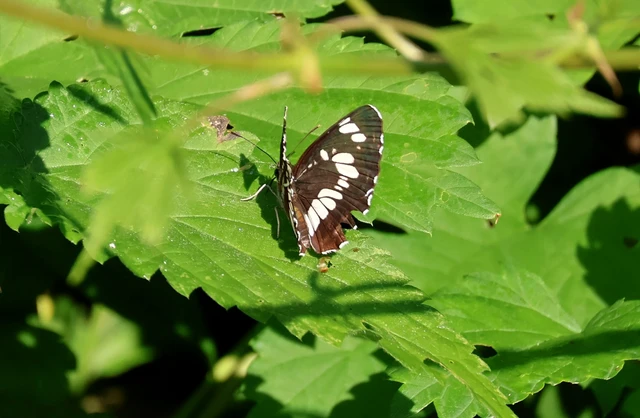Neptis rivularis - nagy fehérsávoslepke