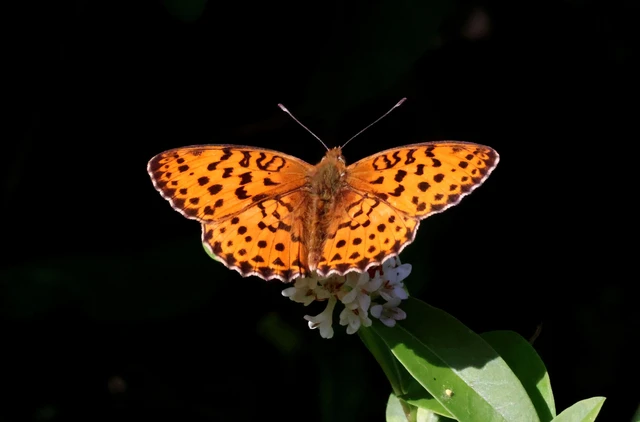 Brenthis daphne - málna-gyöngyházlepke Brenthis daphne - málna-gyöngyházlepke