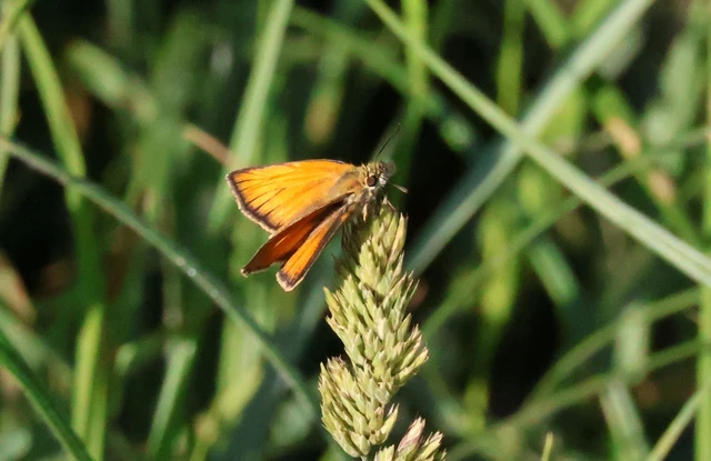 Thymelicus lineola - vonalas busalepke