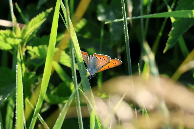 Lycaena dispar rutilus - nagy tűzlepke