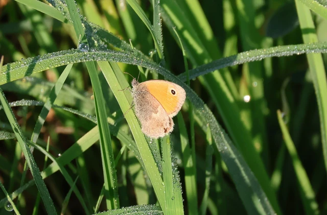 Coenonympha pamphilus - kis szénalepke