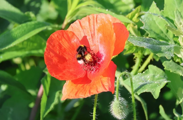 Bombus - poszméhek