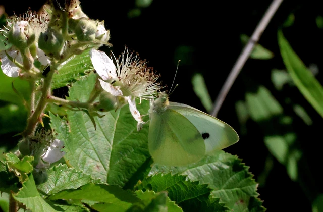 Pieris rapae - répalepke