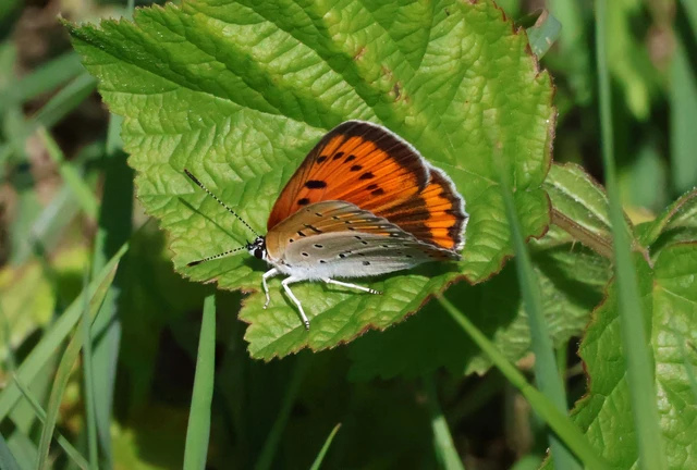Lycaena dispar rutilus - nagy tűzlepke