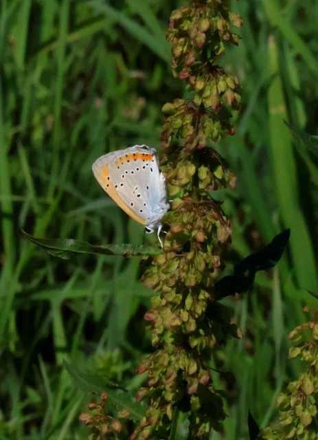 Lycaena dispar rutilus - nagy tűzlepke