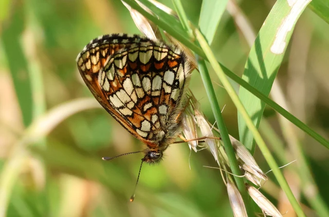 Melitaea athalia - közönséges tarkalepke