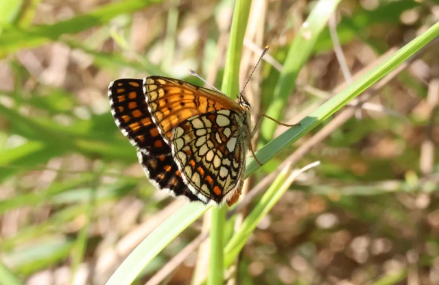 Melitaea aurelia - recés tarkalepke