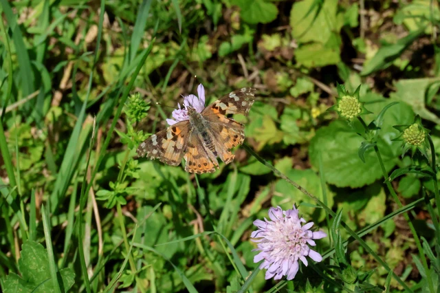Vanessa cardui - bogáncslepke