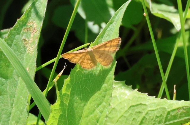 Idaea serpentata - kis sávosaraszoló