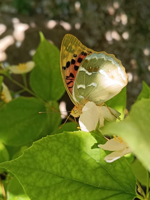 Argynnis pandora - zöldes gyöngyházlepke