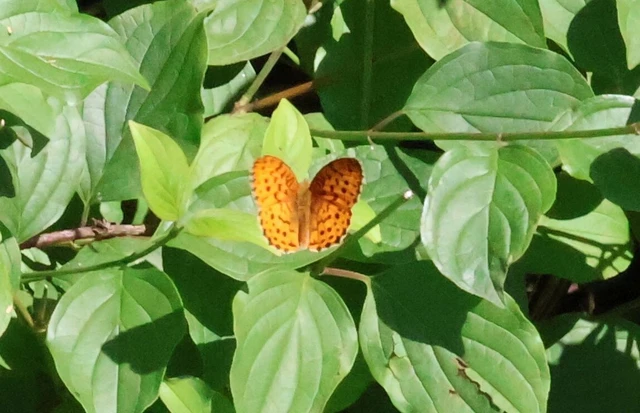 Brenthis daphne - málna-gyöngyházlepke Brenthis daphne - málna-gyöngyházlepke