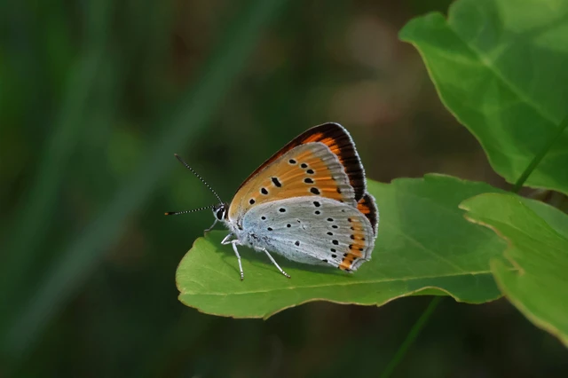 Lycaena dispar rutilus - nagy tűzlepke