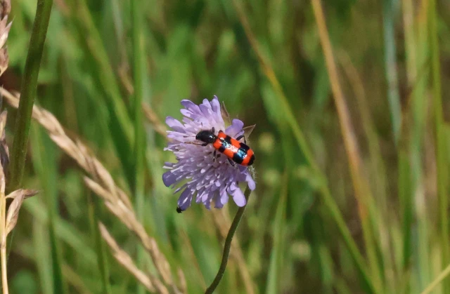 Trichodes apiarius - szalagos méhészbogár