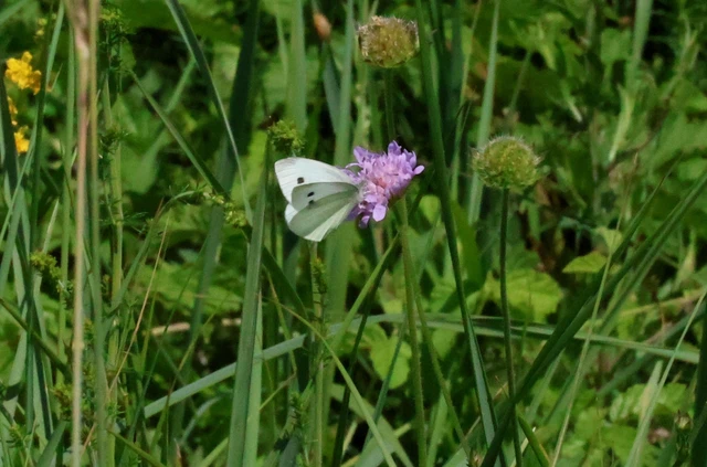 Pieris rapae - répalepke