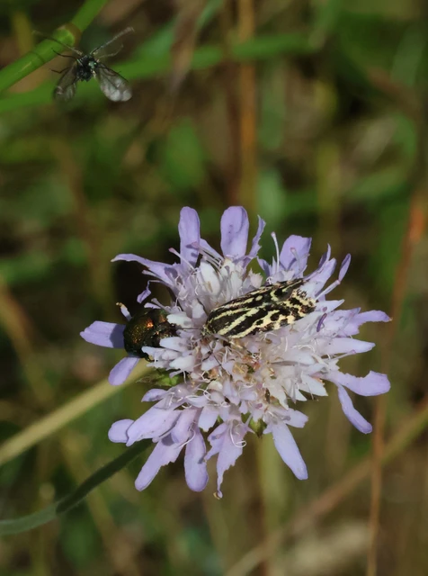Emmelia trabealis - zebrabagoly