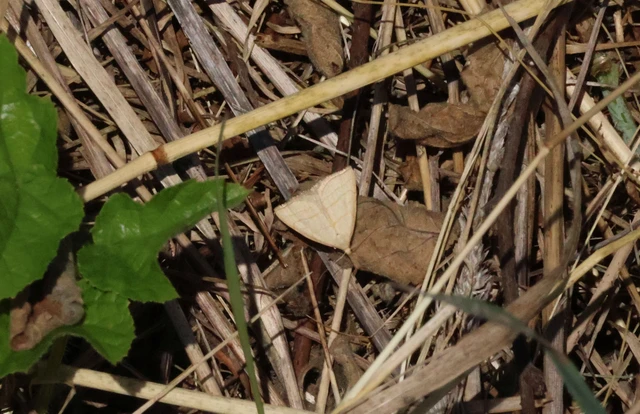 Polypogon tentacularia - sötétaljú karcsúbagoly