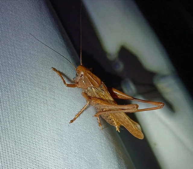 Decticus verrucivorus - szemölcsevő szöcske