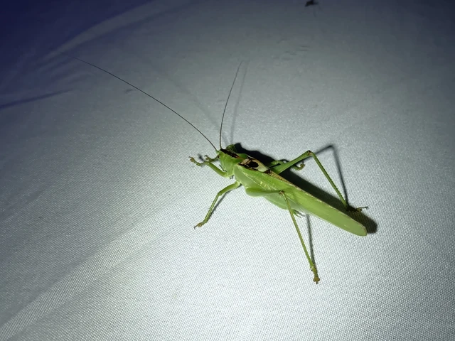 Tettigonia viridissima - zöld lombszöcske