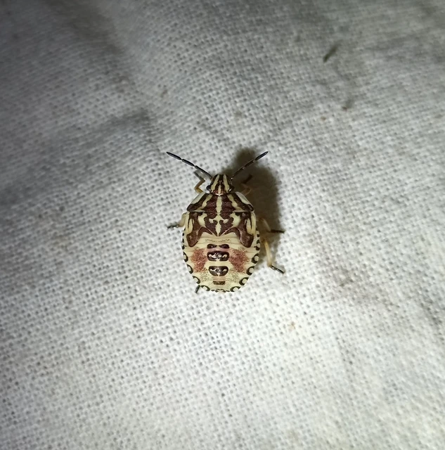 Carpocoris Carpocoris