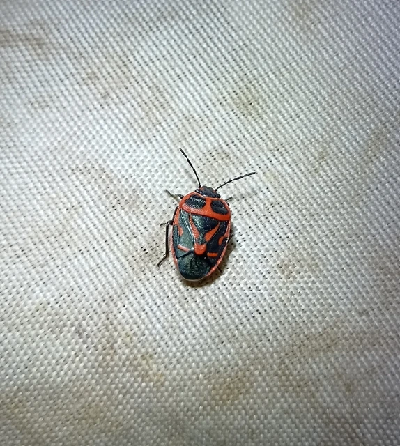 Eurydema fieberi - keresztespoloska Eurydema fieberi - keresztespoloska