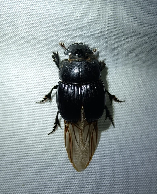 Copris lunaris - közönséges holdszarvú-ganéjtúró