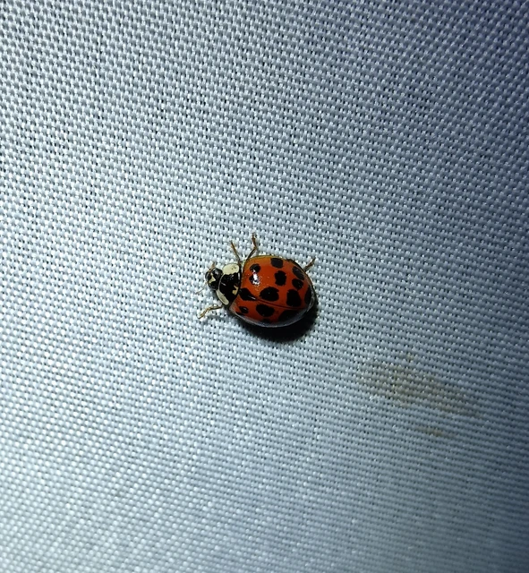 Harmonia axyridis - harlekinkatica