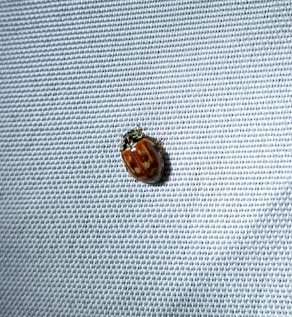 Harmonia quadripunctata - négypettyes katica