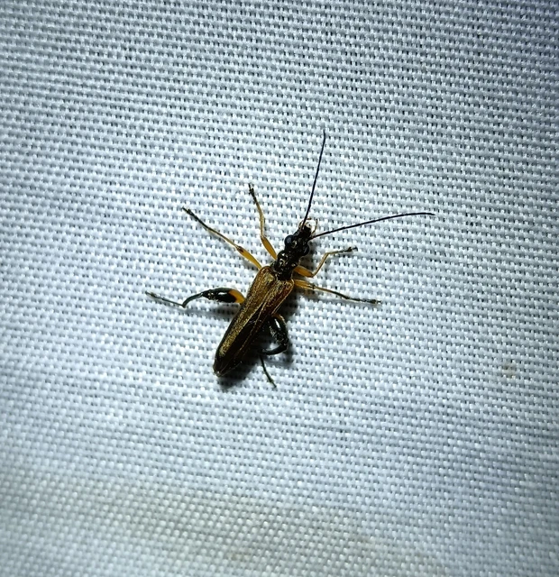 Oedemera podagrariae - székfű-álcincér