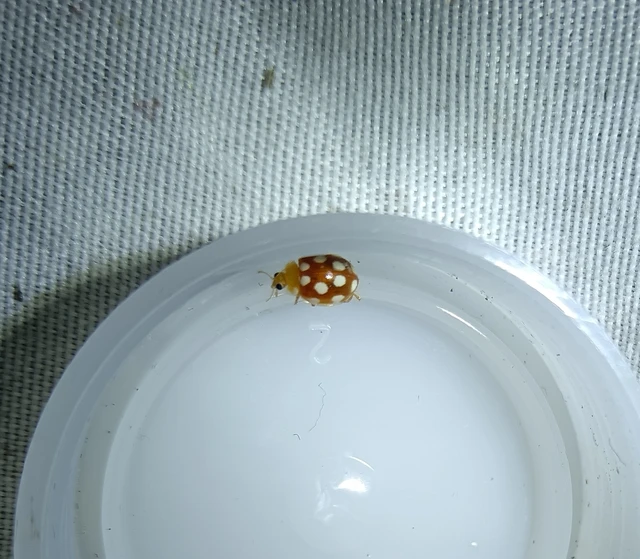 Vibidia duodecimguttata - tizenkétcseppes füsskata