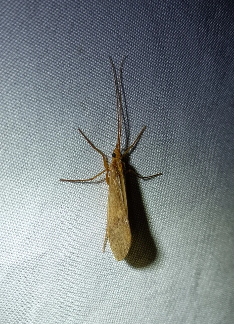 Trichoptera - Tegzesek