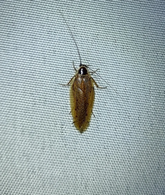 Blattodea - Csótányok Blattodea - Csótányok