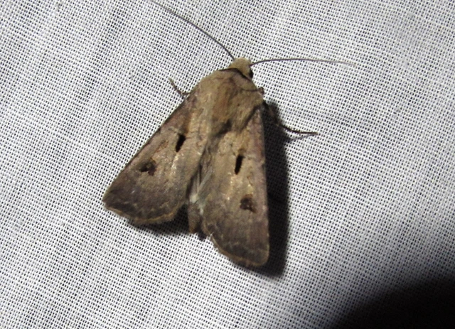 Agrotis exclamationis - felkiáltójeles földibagoly