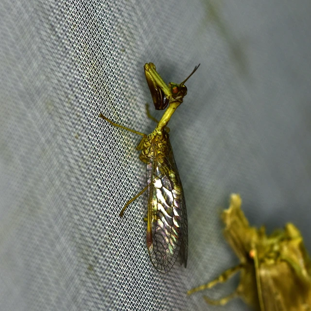 Mantispa styriaca - kétszínű fogólábú-fátyolka