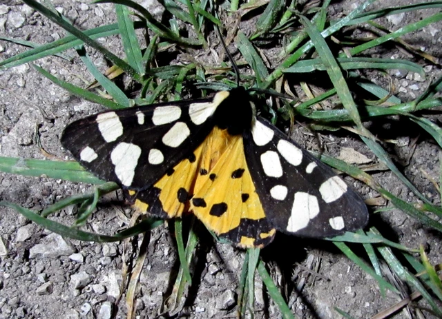 Arctia villica - fekete medvelepke