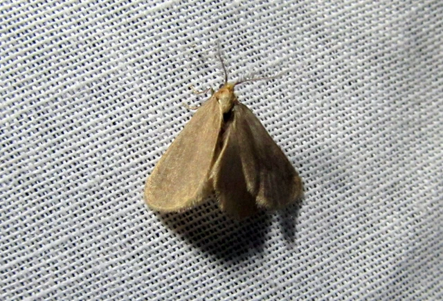 Bijugis bombycella - alkonyati zsákhordólepke