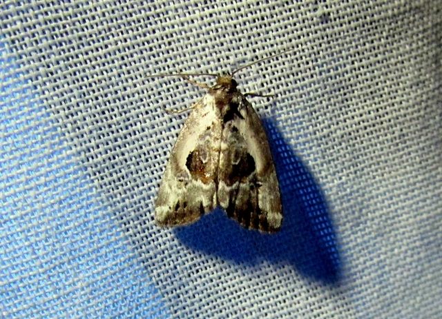 Hapalotis venustula - rózsaszínű mázasbagoly