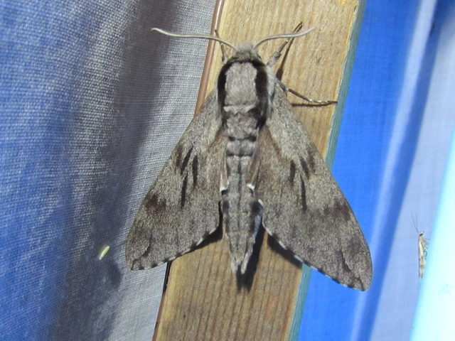 Hyloicus pinastri - fenyőszender