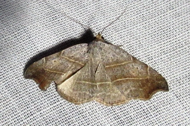 Laspeyria flexula - zuzmóbagoly